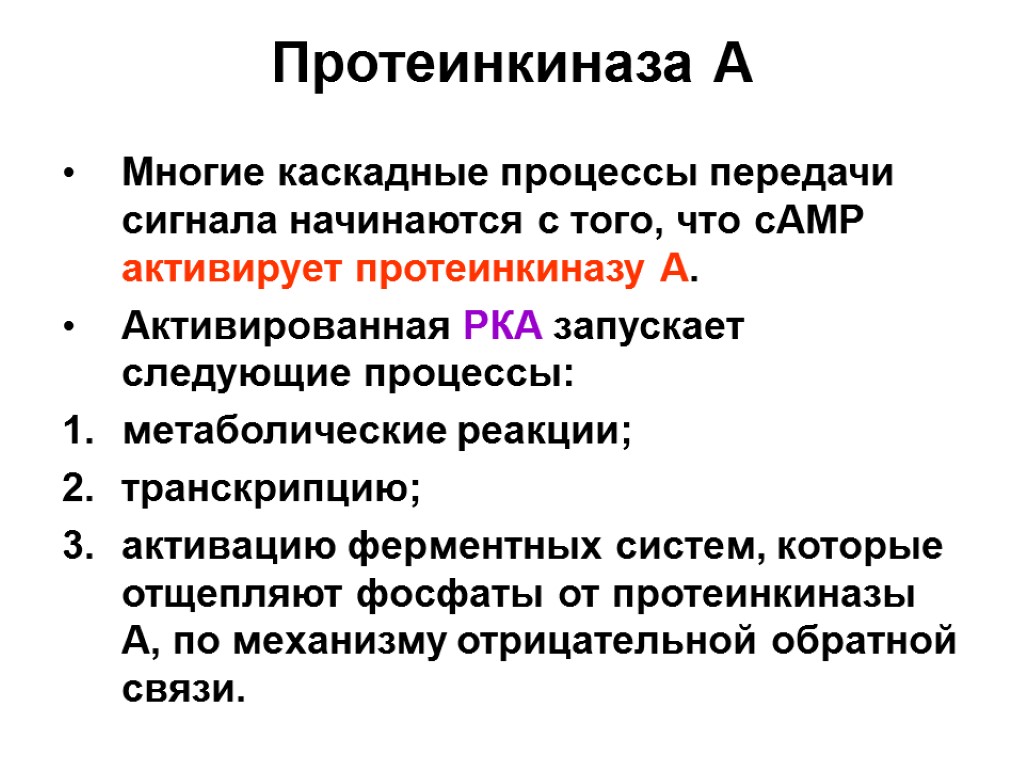 Протеинкиназа А Многие каскадные процессы передачи сигнала начинаются с того, что сАМР активирует протеинкиназу